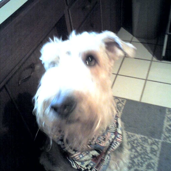 Meet your Posher, Bobbie - Picture 1 of 1